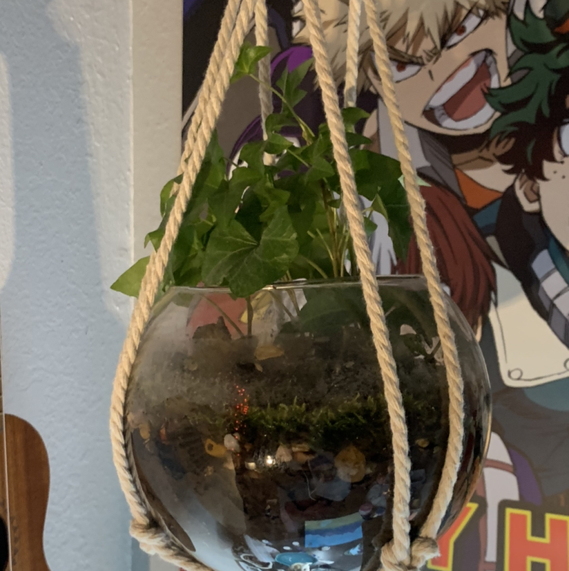 English Ivy plant photo by @plantsareswag named chav on Greg, the plant care app.