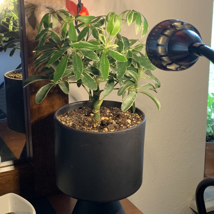 Dwarf Umbrella Tree plant photo by @plantsareswag named bloop bloop on Greg, the plant care app.