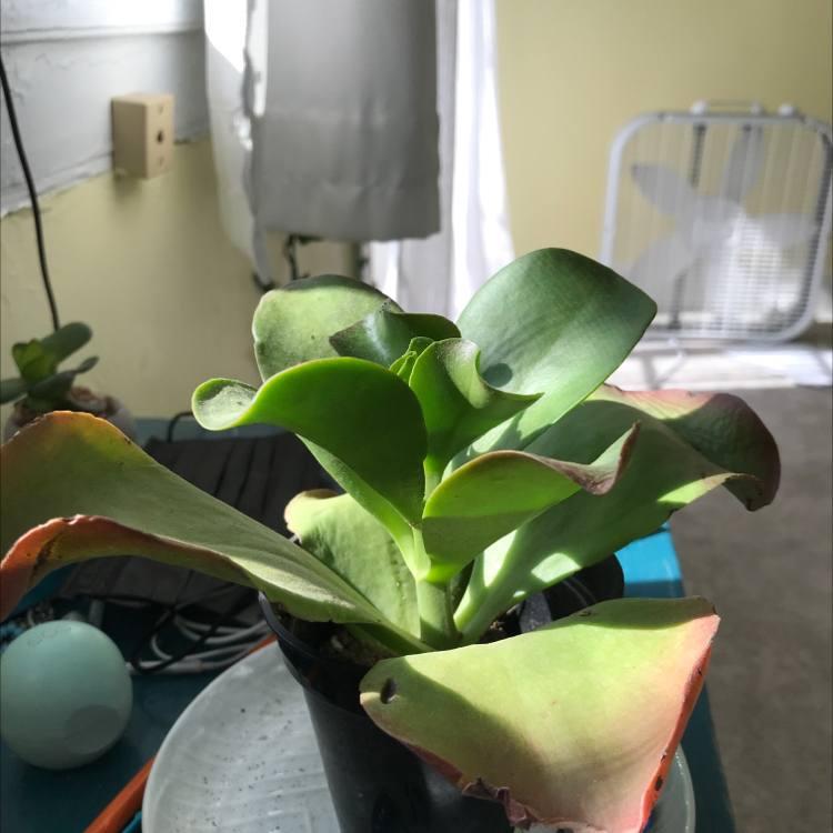 Florist Kalanchoe plant photo by @plantfairy5 named moonlight on Greg, the plant care app.