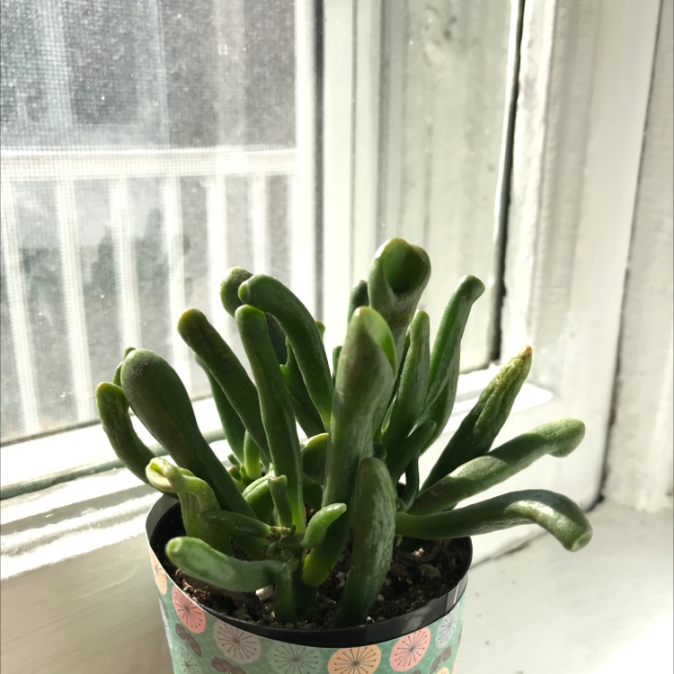Lucky Plant plant photo by @plantfairy5 named shrek on Greg, the plant care app.
