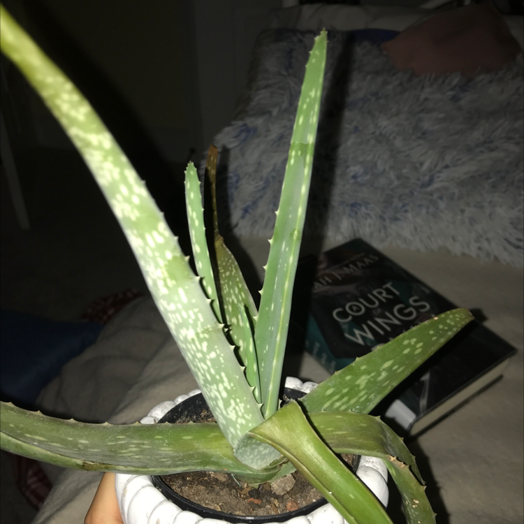 Aloe vera plant photo by @plantfairy5 named rhysand on Greg, the plant care app.