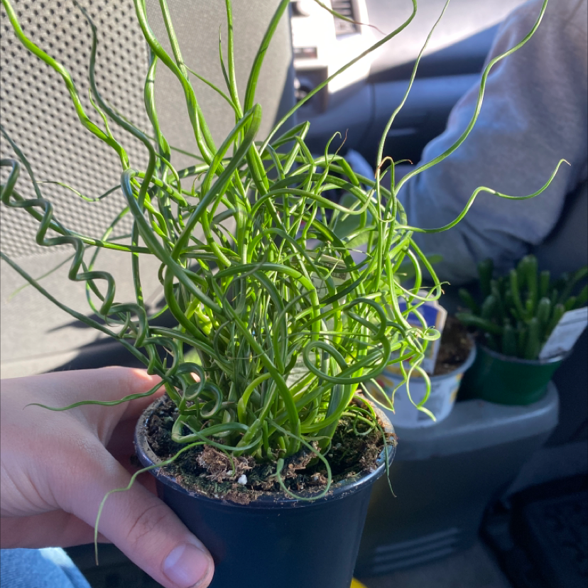 Photo of the plant species Common Rush by @Oggieboogie69 named Morty on Greg, the plant care app