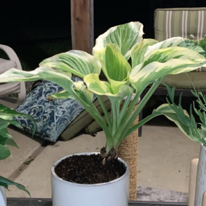 Photo of the plant species suji-gibōshi by Erika named Harper on Greg, the plant care app