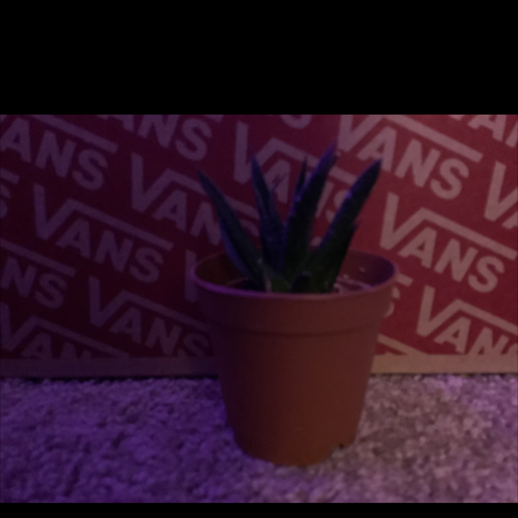 Zebra Plant plant photo by @The.dream.smp.is.poggers named Queen on Greg, the plant care app.