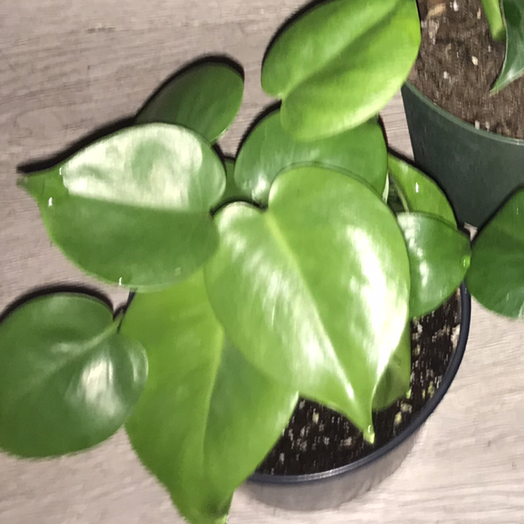 Photo of the plant species Dwarf Monstera Deliciosa by @yanniandbeans named Layla Jr. on Greg, the plant care app