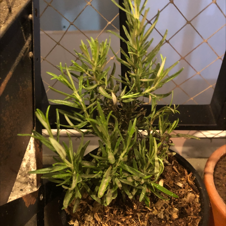 Rosemary plant photo by Daniel named Romina on Greg, the plant care app.