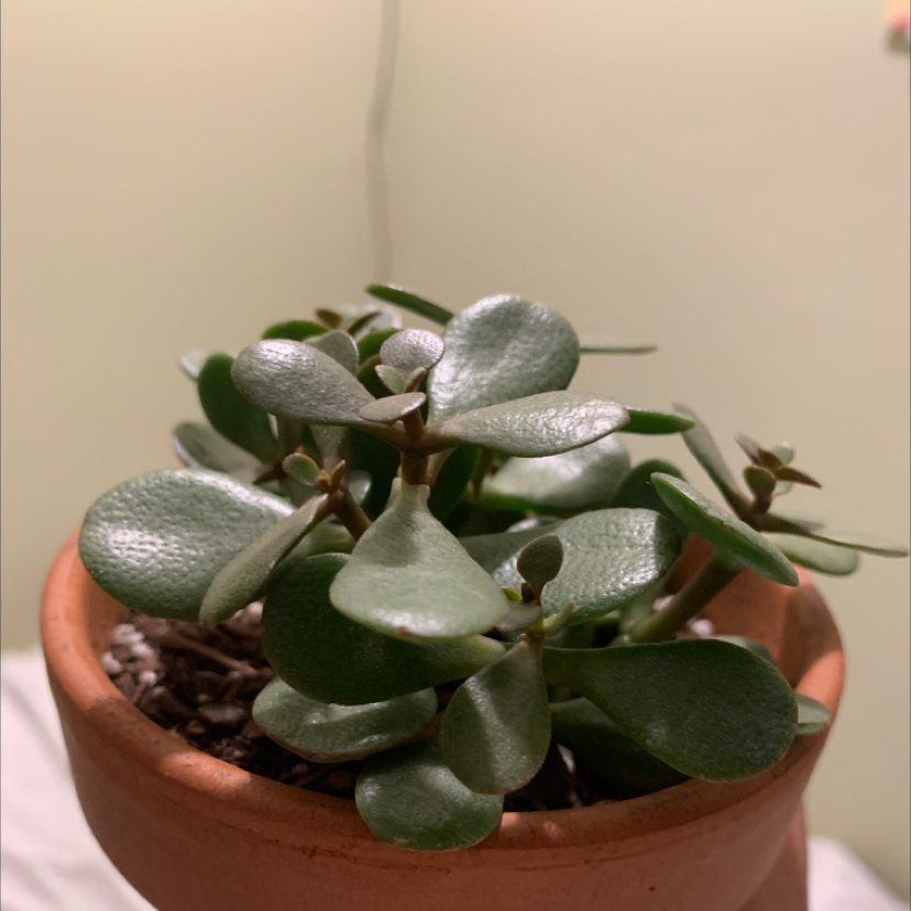 Lucky Plant plant photo by @faelynn2 named ravi on Greg, the plant care app.