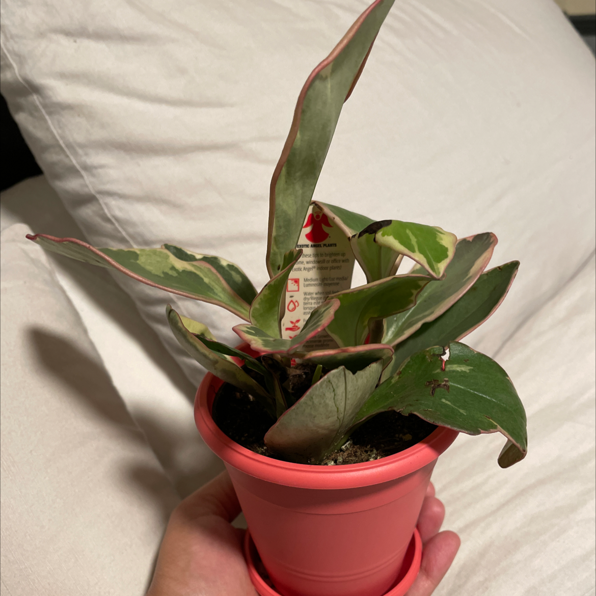 Photo of the plant species Jelly Peperomia by @AngelPadilla named Fernie on Greg, the plant care app