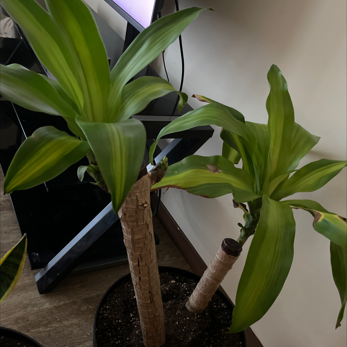 Cornstalk Dracaena plant photo by @AngelPadilla named Becky on Greg, the plant care app.