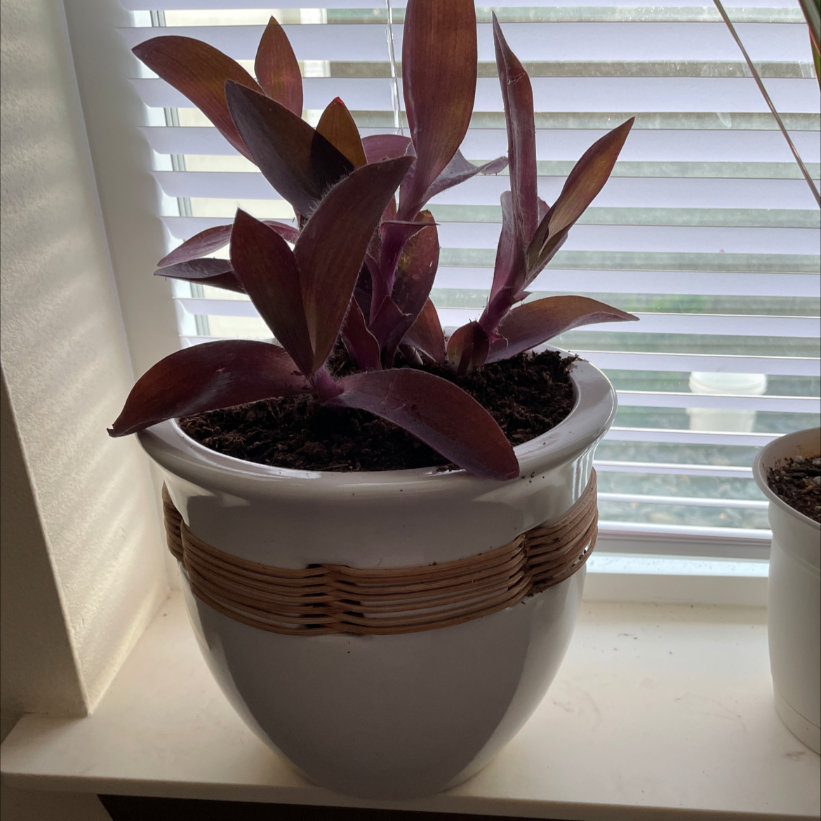 Purple Heart plant photo by @AngelPadilla named Violet on Greg, the plant care app.