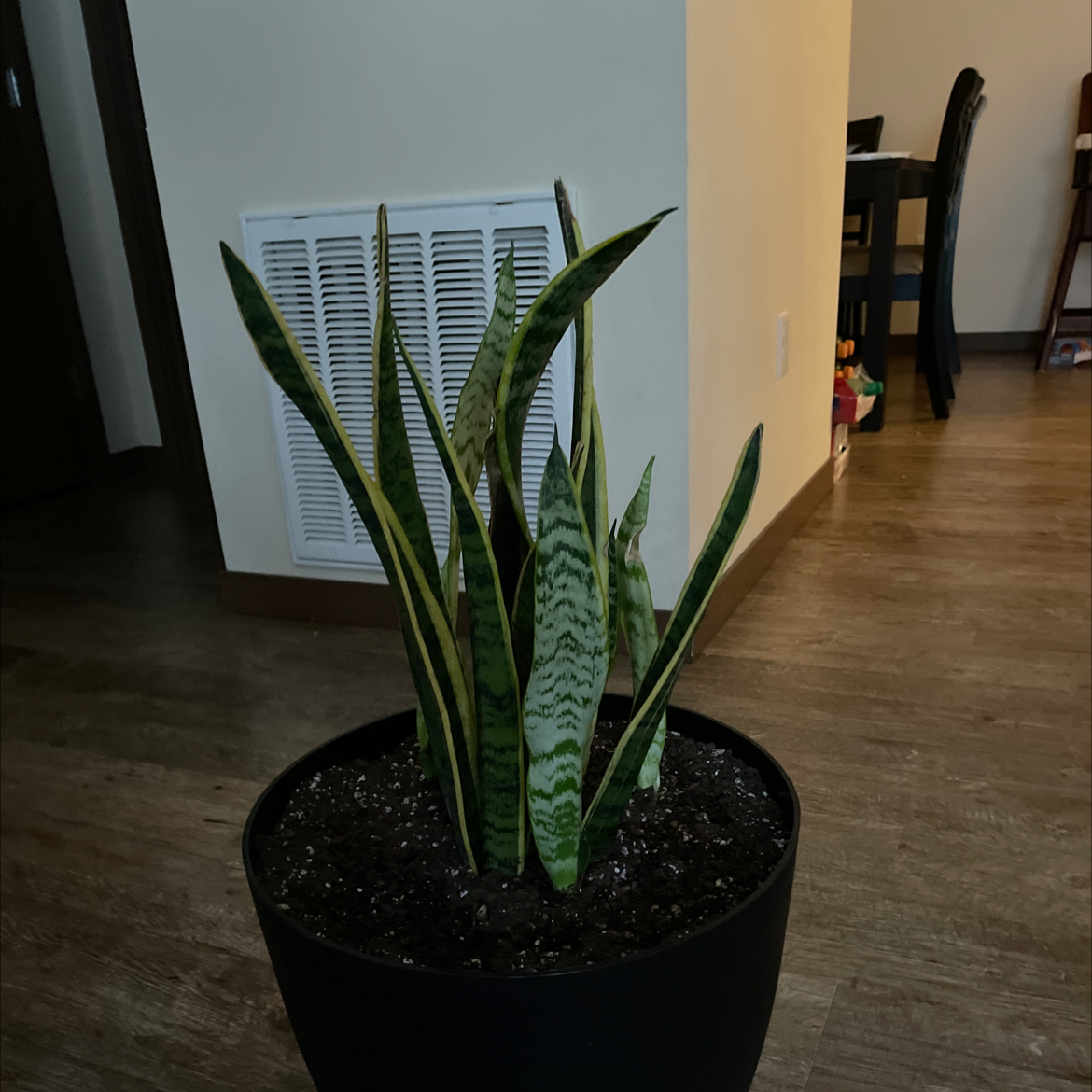 Snake Plant plant photo by @AngelPadilla named Aqua on Greg, the plant care app.