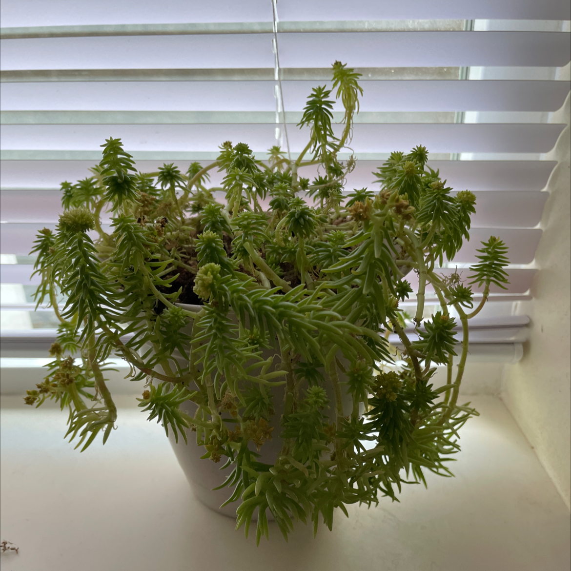 Jenny's Stonecrop plant photo by @AngelPadilla named Que on Greg, the plant care app.