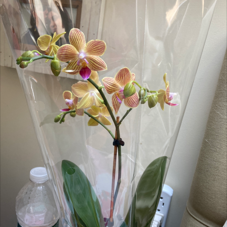 A healthy Phalaenopsis orchid with multiple flowers in bloom, partially wrapped in plastic.