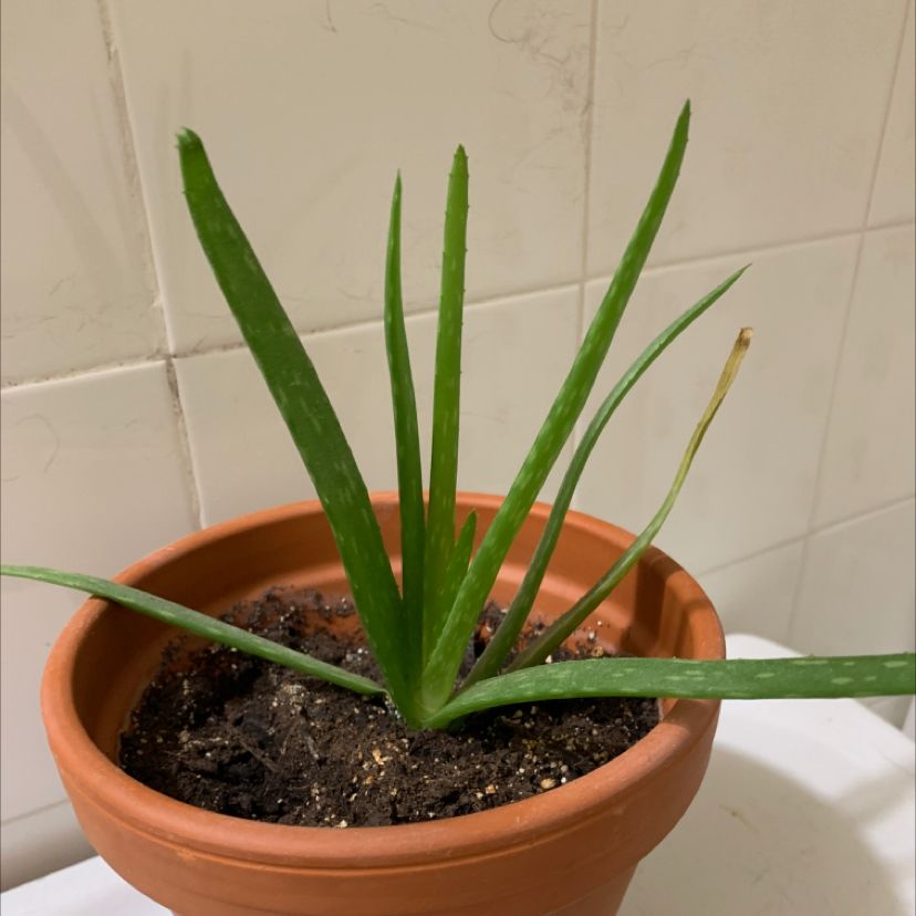 Aloe vera plant photo by @Astrozy named Aloe on Greg, the plant care app.