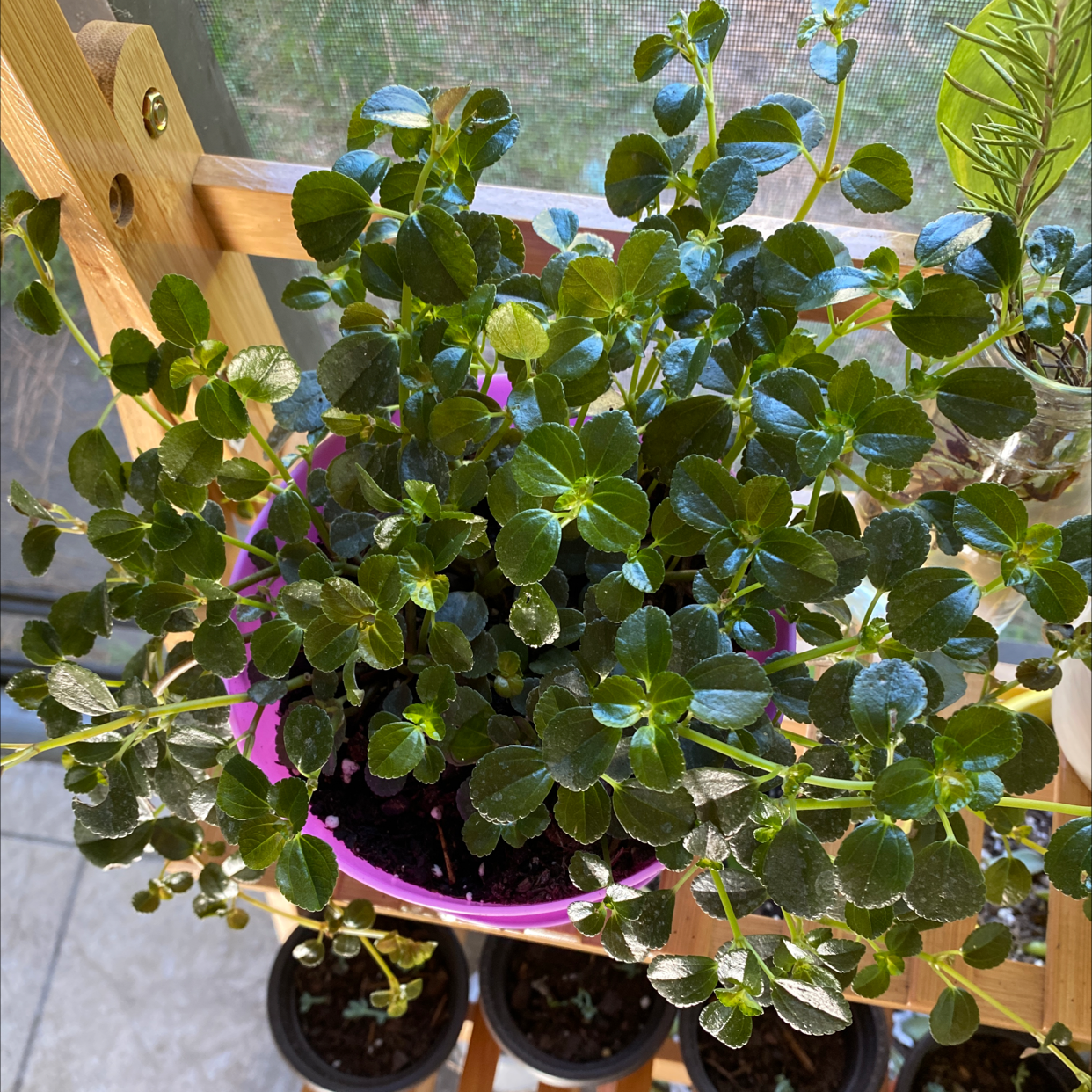 A lush and thriving Pilea Baby Tears plant with dense, compact green foliage growing in small pots, exhibiting optimal health.