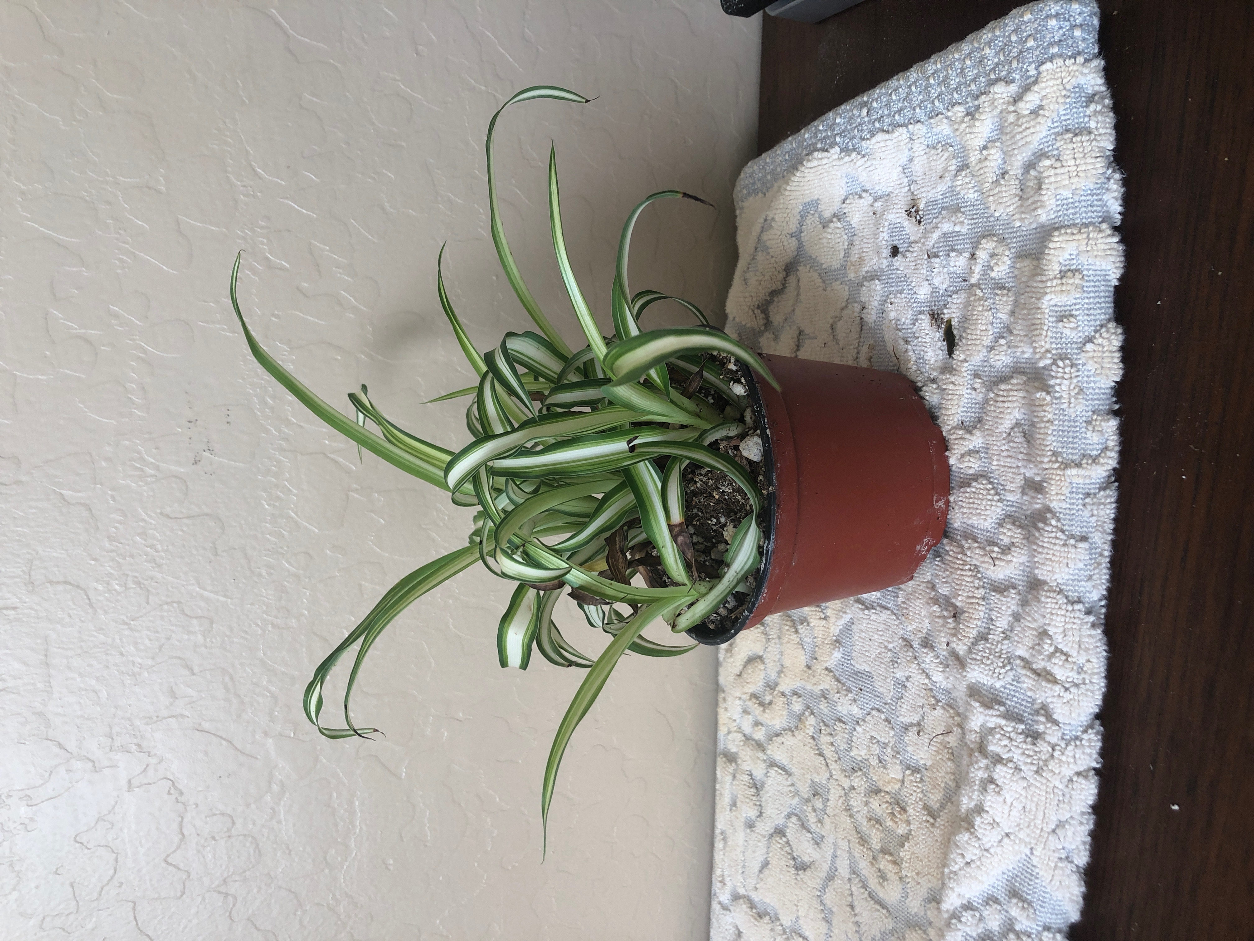 Photo of the plant species Godzilla Fern (Hybrid) by Mark named mark3 on Greg, the plant care app