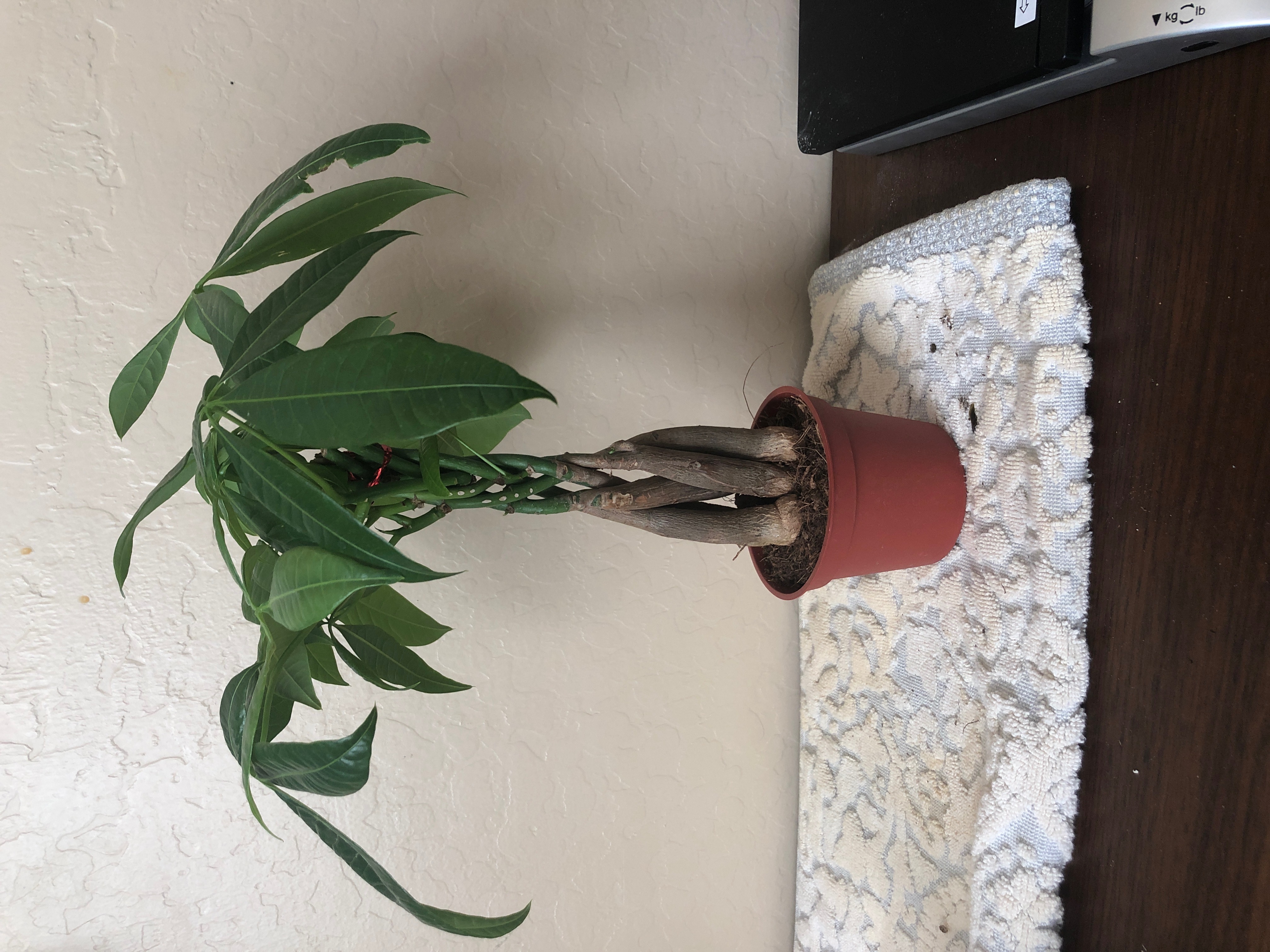 Photo of the plant species Trumpet Vine by Mark named mark7 on Greg, the plant care app