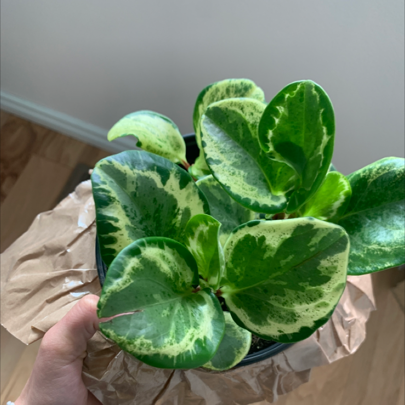 Golden Gate Peperomia plant with variegated green and cream leaves, held by a hand.