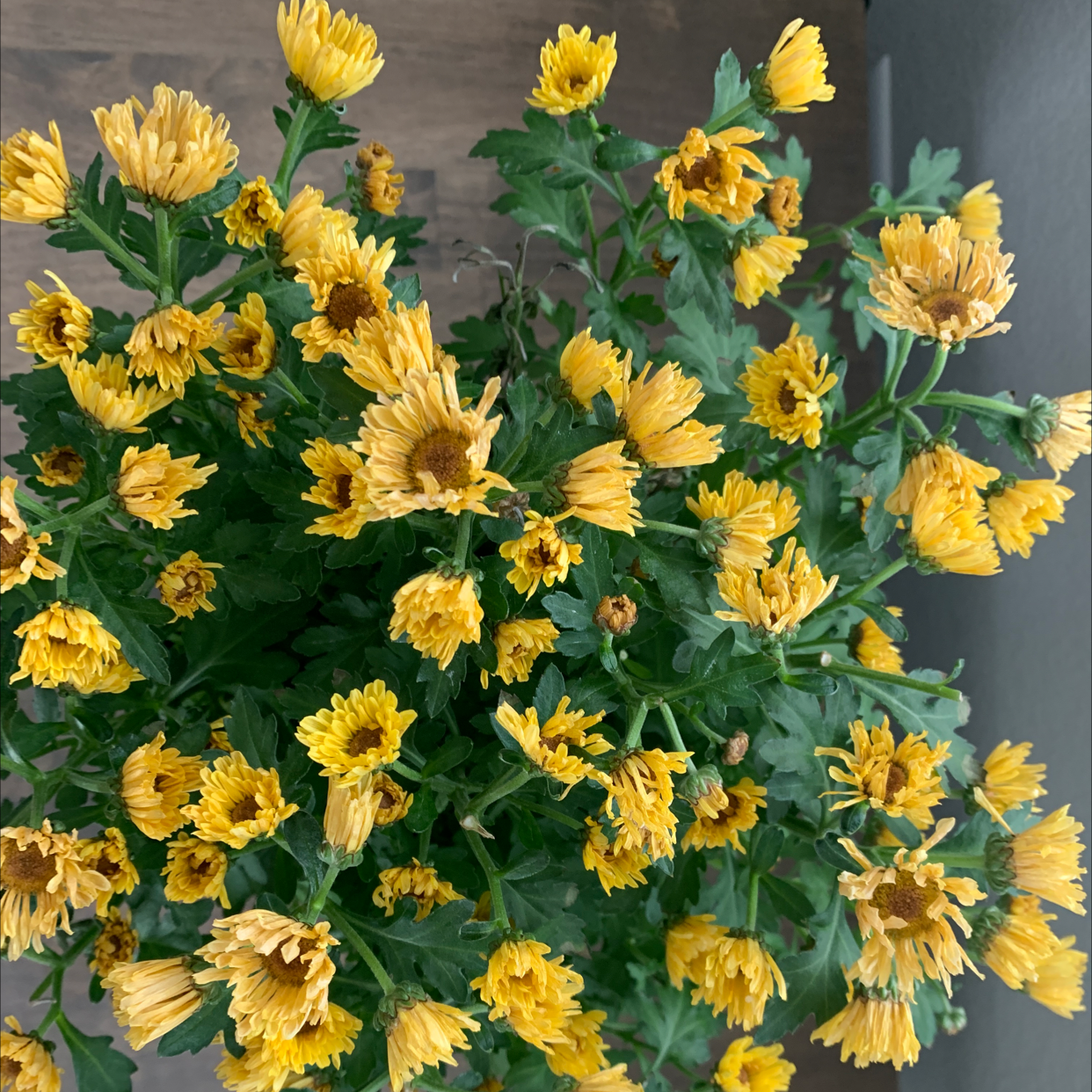 Photo of the plant species Dandelion by @breana_jul named mrs.plant on Greg, the plant care app