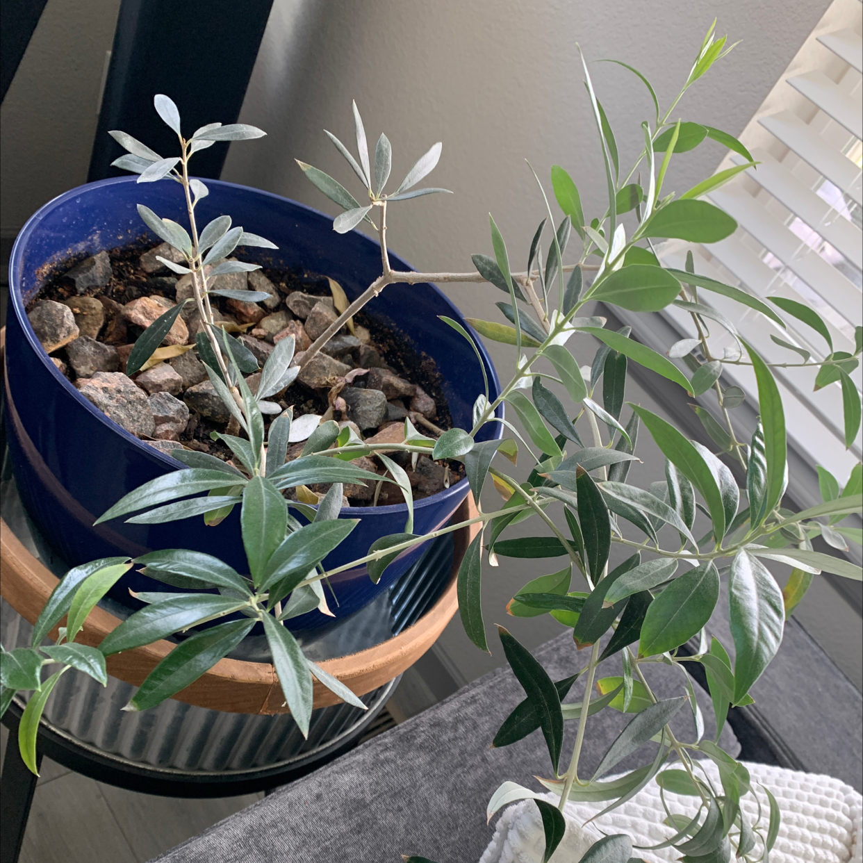 Photo of the plant species Olive Tree by @breana_jul named apollo on Greg, the plant care app