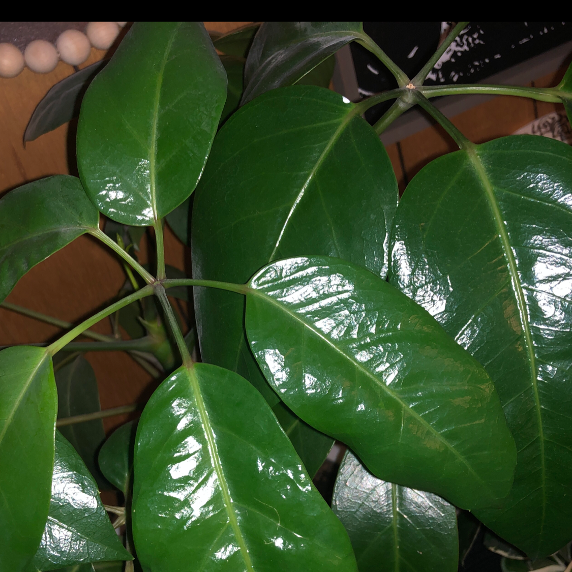 Umbrella Tree plant photo by Hayle named Julian￼ on Greg, the plant care app.