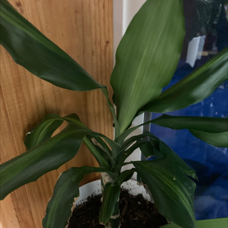 Cornstalk Dracaena plant photo by Jordynn named Stronglady on Greg, the plant care app.