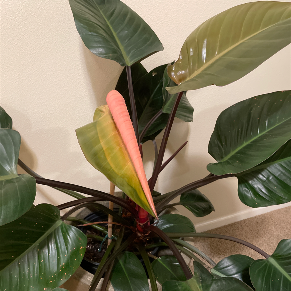 Philodendron 'Red Congo' plant with dark green leaves and a red stem. One leaf is unfurling.