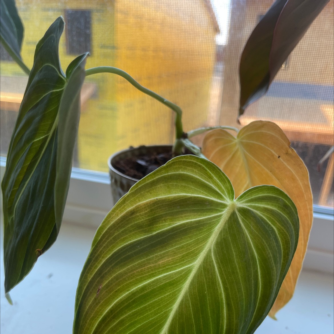 Black Gold Philodendron with yellowing and browning leaves near a window.