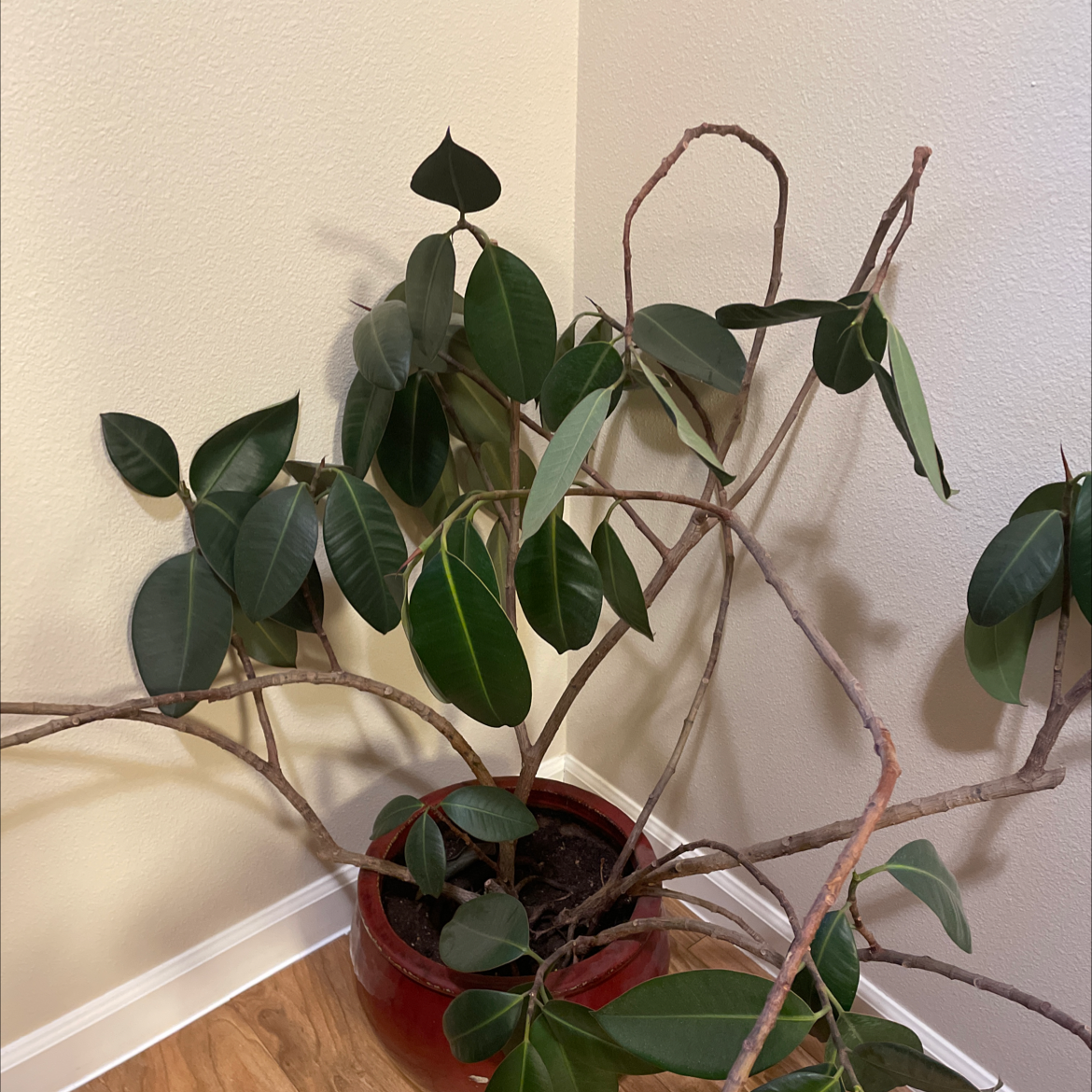 Rubber Plant plant photo by @marceline named Keanu Leaves on Greg, the plant care app.