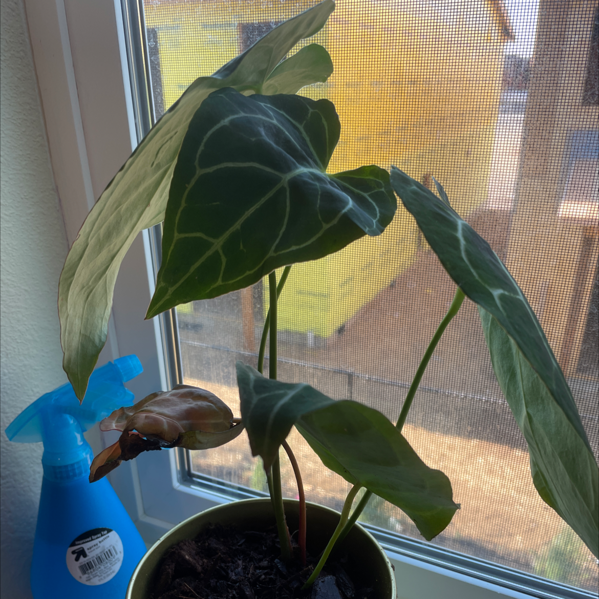 Photo of the plant species Anthurium magnificum by @marceline named Cosmo on Greg, the plant care app
