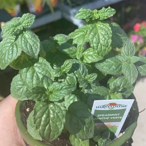 Spearmint plant photo by Cassie named Sol on Greg, the plant care app.