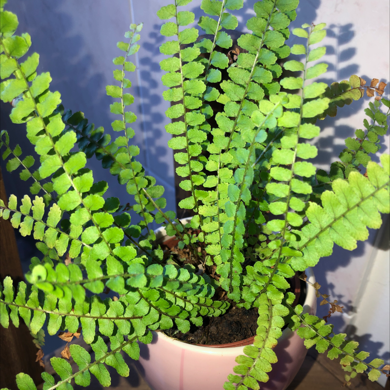 Maidenhair Spleenwort uploaded to the Greg plant app by @usera1f80ee0