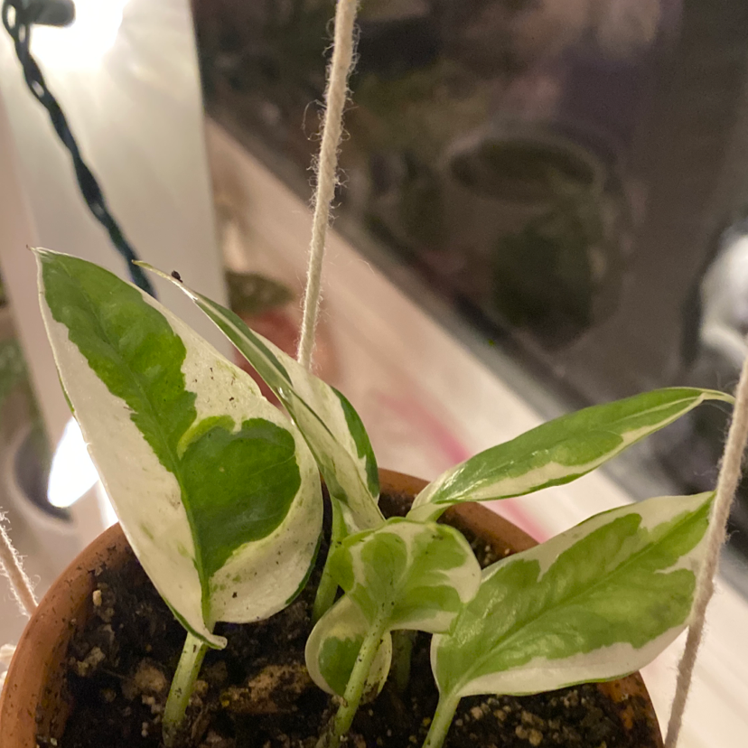 Pothos N' Joy plant photo by @berry named Joy on Greg, the plant care app.