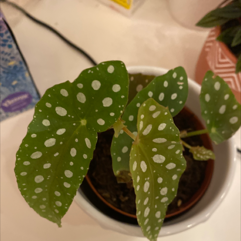 Polka Dot Begonia plant photo by @berry named Angel on Greg, the plant care app.