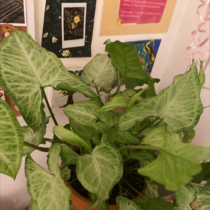 Red Heart plant photo by @berry named Artemis on Greg, the plant care app.