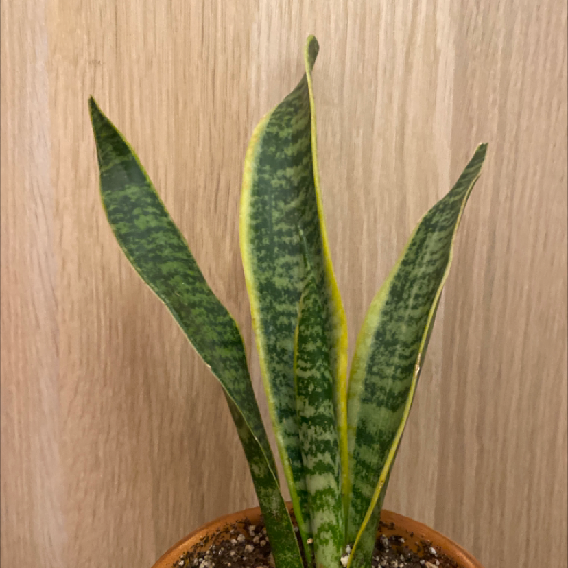 Snake Plant plant photo by @berry named Medusa on Greg, the plant care app.