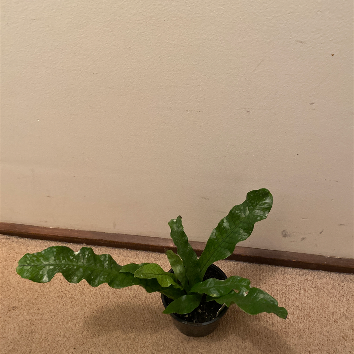 Crocodile Fern in a small pot on a carpeted floor against a plain wall.