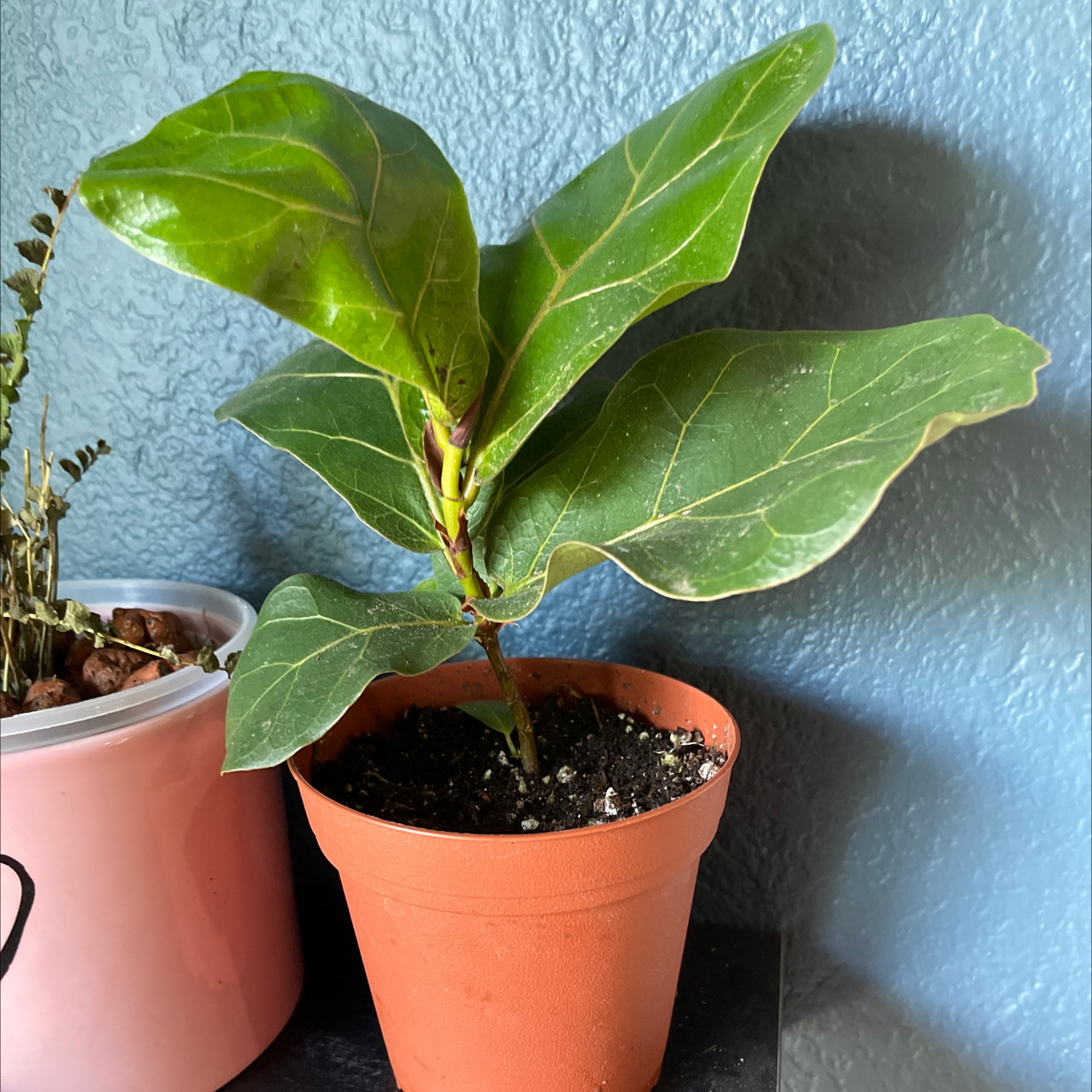 Dwarf Fiddle Leaf Fig plant in a terracotta pot with visible soil, healthy green leaves.