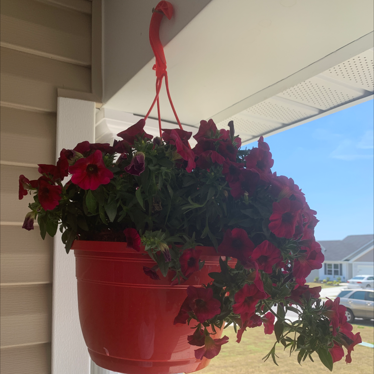 Hanging pot with a healthy Million Bells plant, featuring vibrant red flowers.