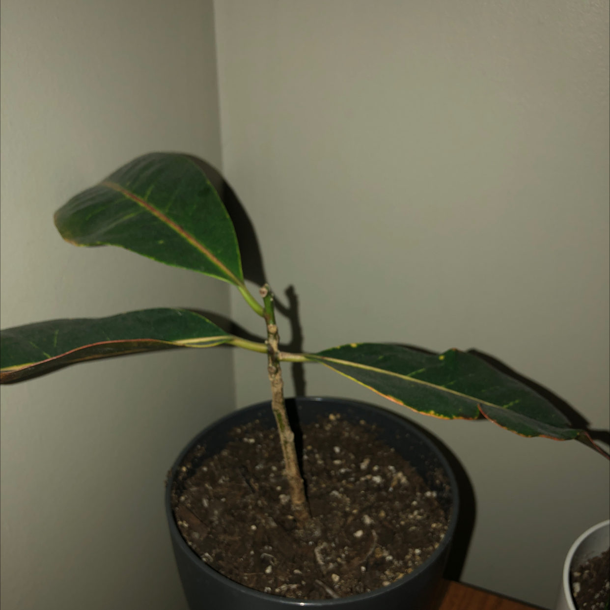 Gold Dust Croton plant photo by Sonja named George on Greg, the plant care app.