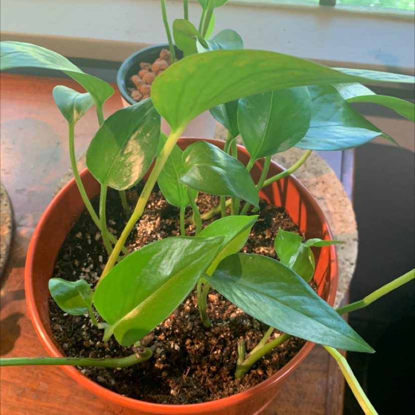Jade Pothos plant photo by @Ukknight named Barry on Greg, the plant care app.