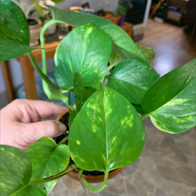 Taro Vine plant photo by @Ukknight named Goldie on Greg, the plant care app.