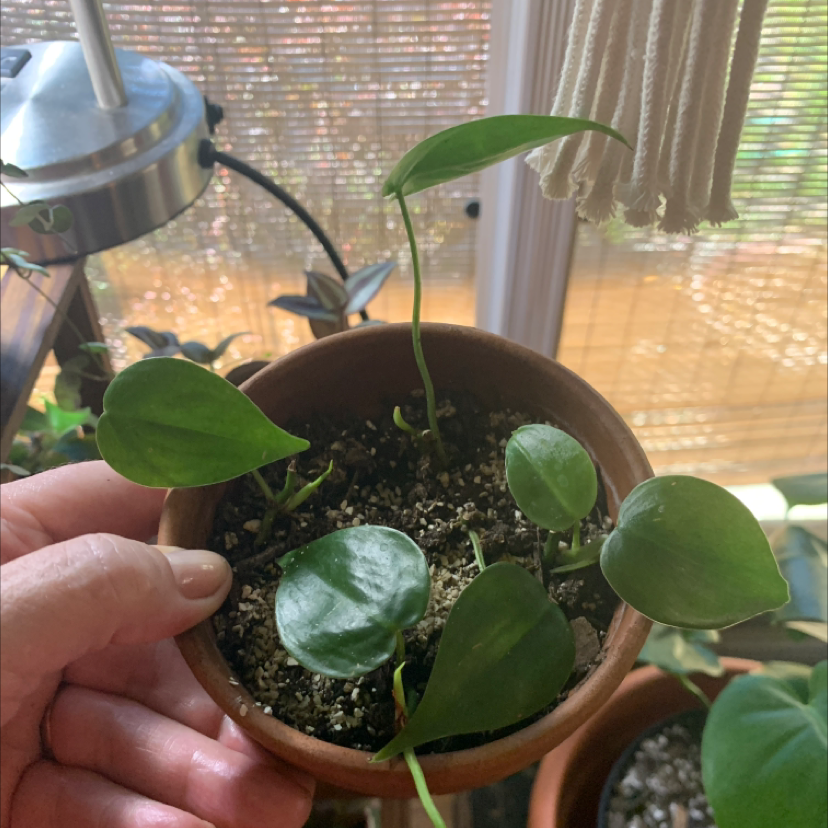 Philodendron Scandens plant photo by @Ukknight named Bonnie on Greg, the plant care app.