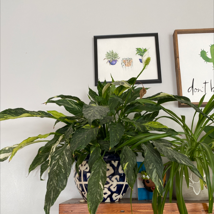 Domino Peace Lily in a decorative pot on a wooden surface with other plants and framed pictures in the background.