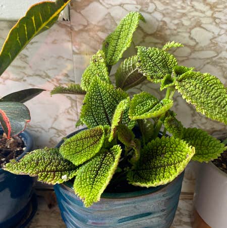 Photo of the plant species Pilea 'Moon Valley' by Theshortloudone named Moon on Greg, the plant care app