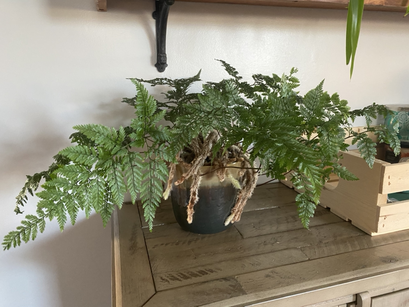 Rabbit's Foot Fern plant photo by @theshortloudone named Sir Plancelot on Greg, the plant care app.