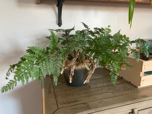 Rabbit's Foot Fern plant photo by Theshortloudone named Sir Plancelot on Greg, the plant care app.