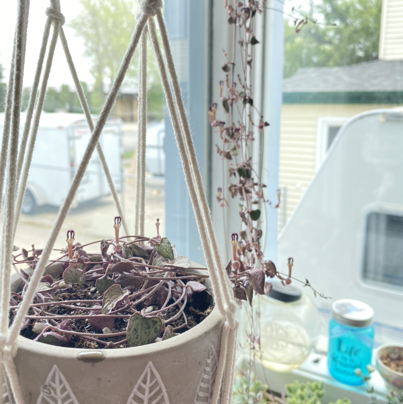 String of Hearts plant photo by @theshortloudone named Luv on Greg, the plant care app.