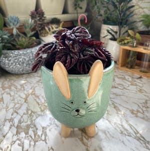 Red Luna plant photo by @theshortloudone named Bun on Greg, the plant care app.