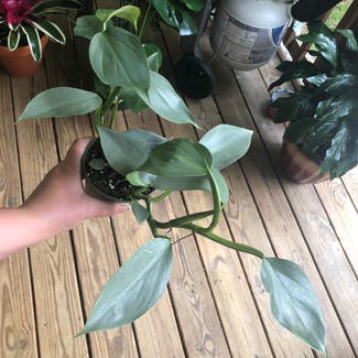 Silver Sword Philodendron plant in Nashville, Tennessee